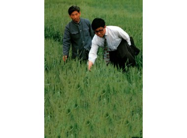 李荣锋行长和赵锦章副行长深入田间察看小麦生产情况