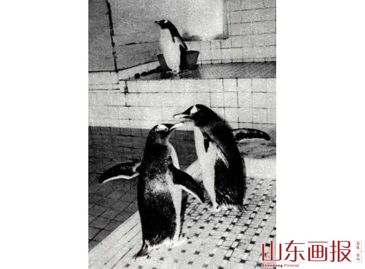 来自南极的客人