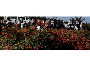 全国山楂会议的代表们