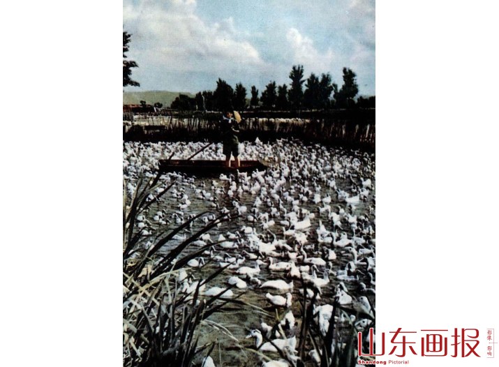 1960年第11期　公社的鸭群