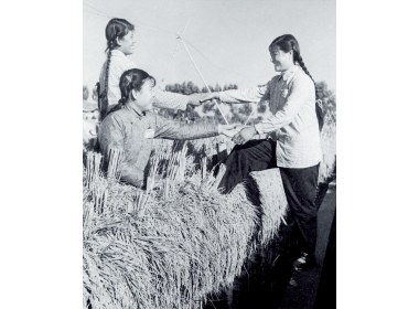 1958年9月,大跃进时,天津市登上稻子垛坐在上面的女社员