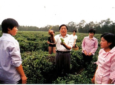 袁春山在茶园为职工讲解采茶技术