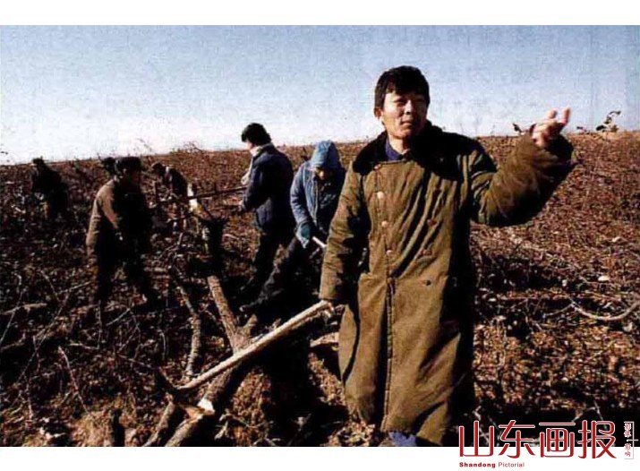 果农朱正国忍痛伐去他辛辛苦苦管理了17年的果园，为小清河治理工程引路