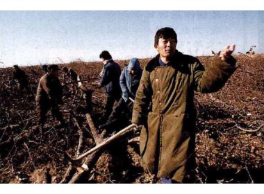 果农朱正国忍痛伐去他辛辛苦苦管理了17年的果园，为小清河治理工程引路