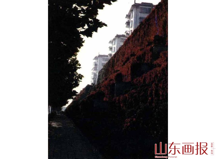 立体绿化了的新威路