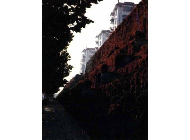 立体绿化了的新威路