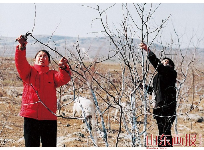 周末，蒋庆芝和丈夫在枣园里剪枝