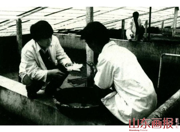 魏湾镇建成甲鱼养殖基地