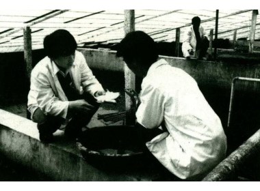 魏湾镇建成甲鱼养殖基地