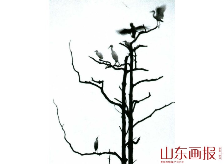 民居的“天然鹭鸟公园”一景