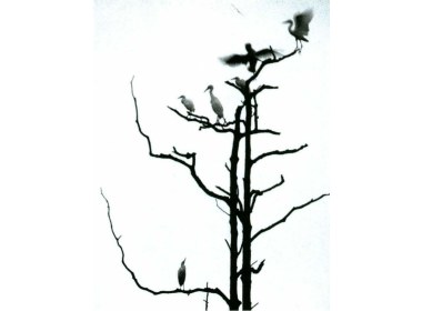 民居的“天然鹭鸟公园”一景