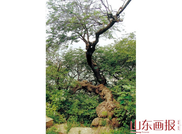古柏