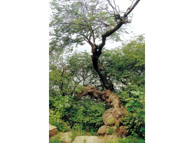 古柏