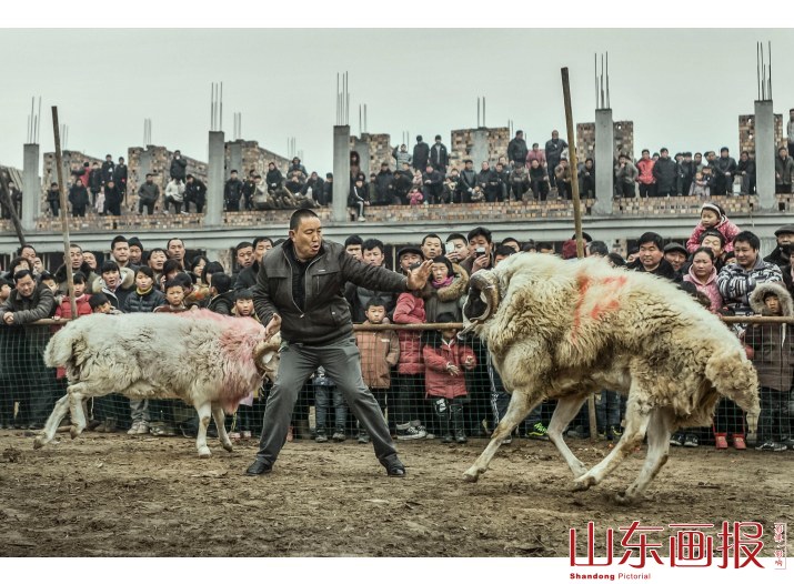 鲁西南斗羊