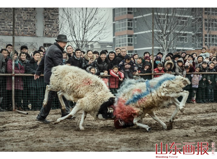鲁西南斗羊