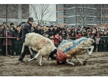 鲁西南斗羊