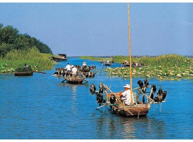 微山湖上鱼鹰