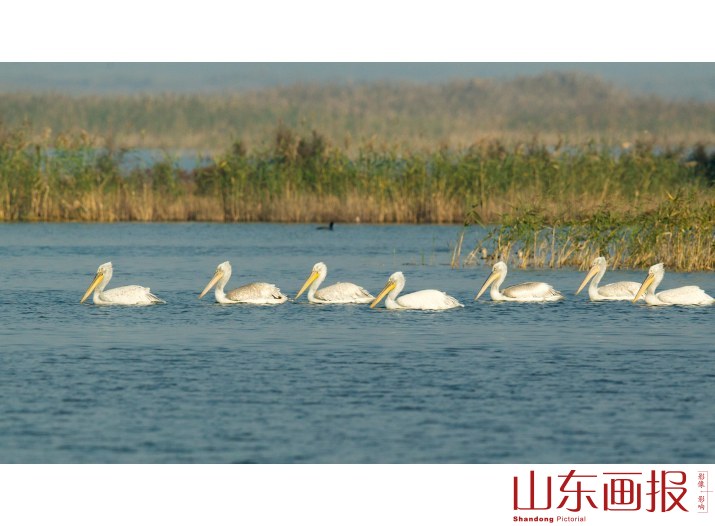《黄河口--卷羽鹈鹕迁徙的理想中转站》