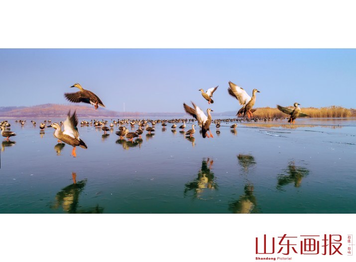湖阔鸭跃