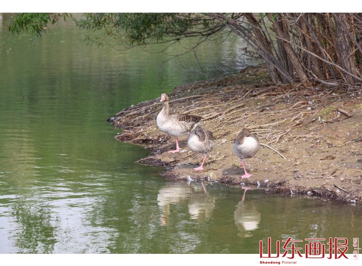 雁归来