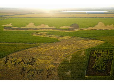 永安镇巨幅稻田(7)