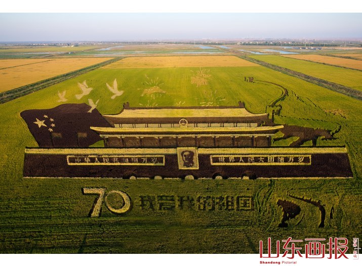 永安镇巨幅稻田(4)