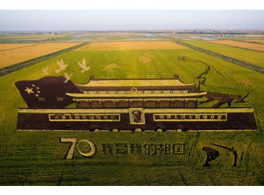 永安镇巨幅稻田(4)