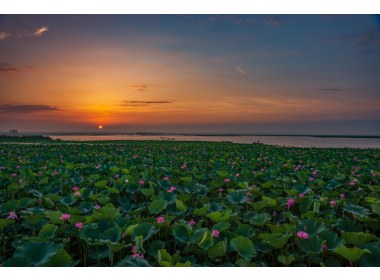日出斗金微山湖
