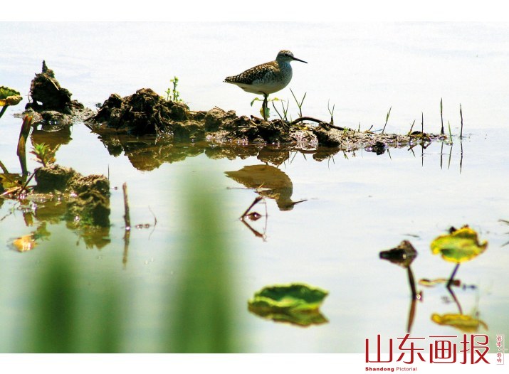 灰鹭