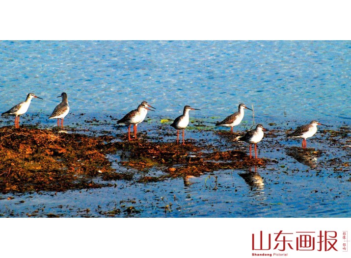 灰鹭