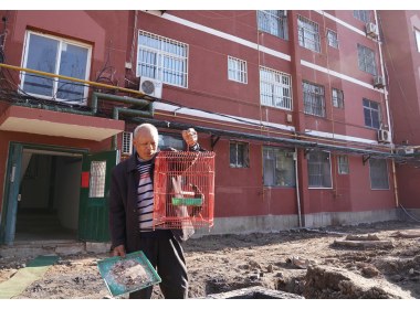 老旧小区改造过程中，居民外出“遛鸟”