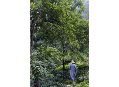 僧尼们边上山边高唱佛歌