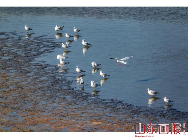 海鸥乐园