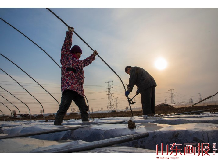 山东滕州：春土豆种植忙