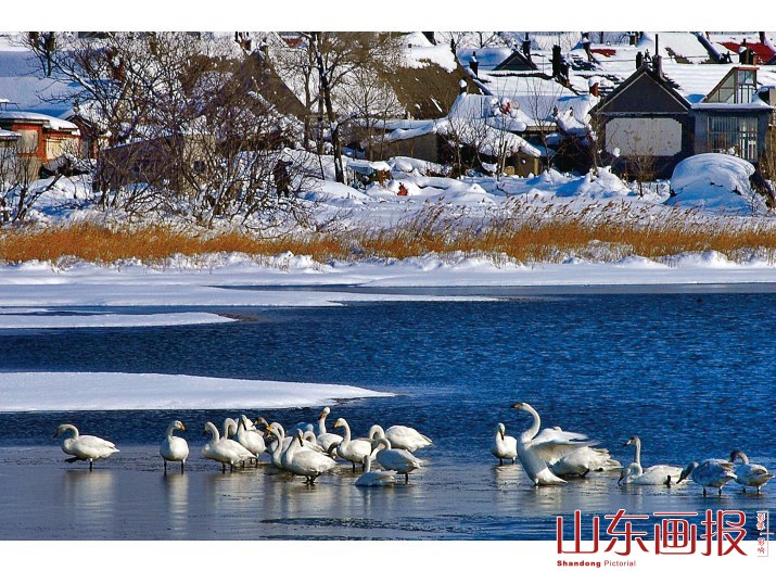 天鹅游在海面上