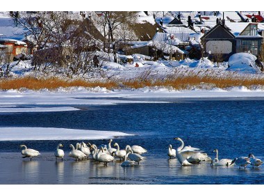 天鹅游在海面上