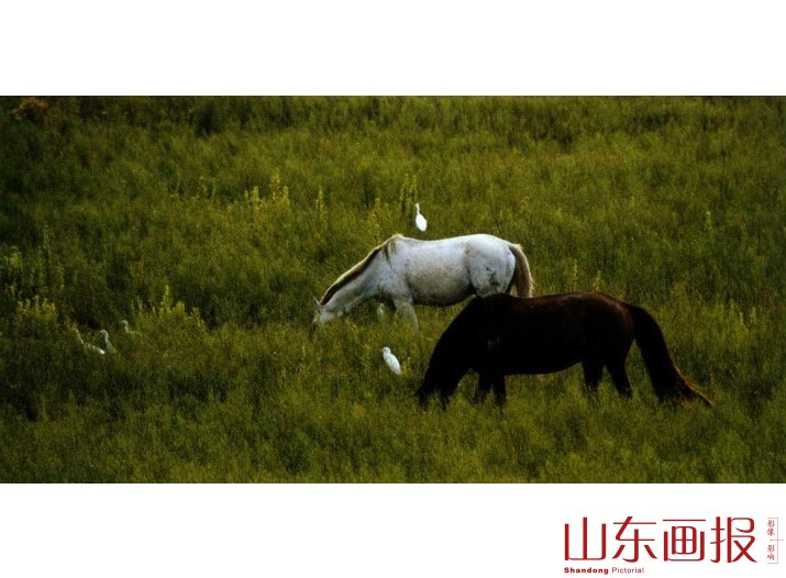 横沙岛水草丰盛，无数鹭鸟和牛马在此栖息