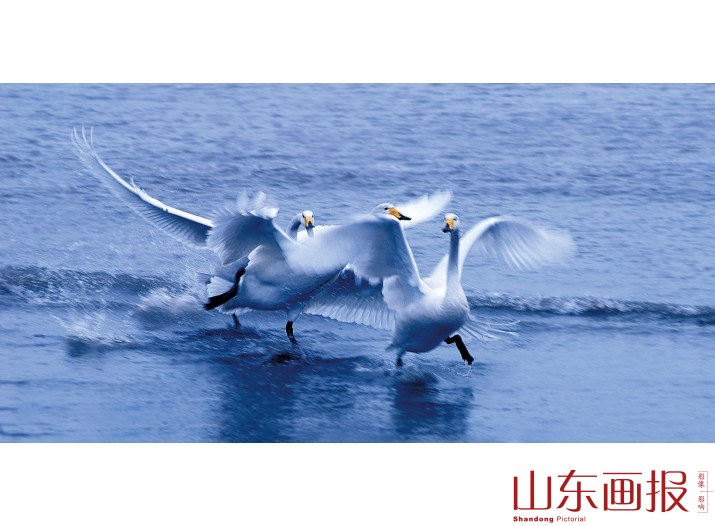 三只天鹅在海水上嬉戏