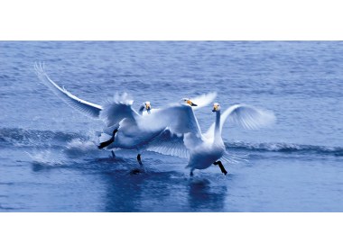 三只天鹅在海水上嬉戏