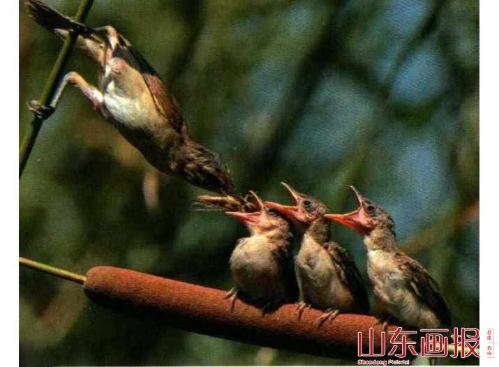 哺育