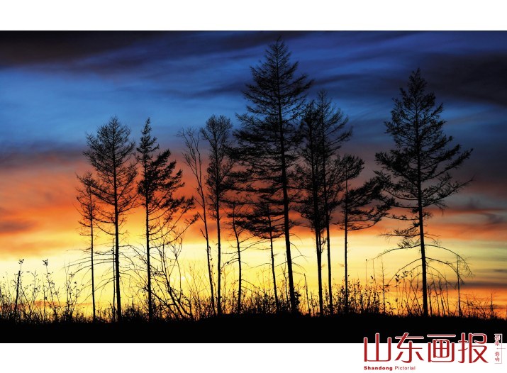 阿尔山的森林风景照