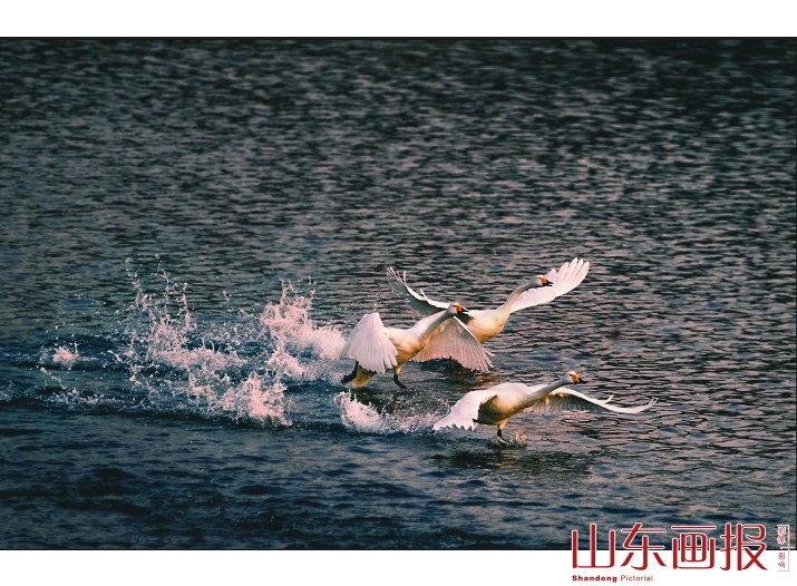 三只天鹅在海水上嬉戏