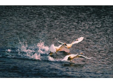 三只天鹅在海水上嬉戏