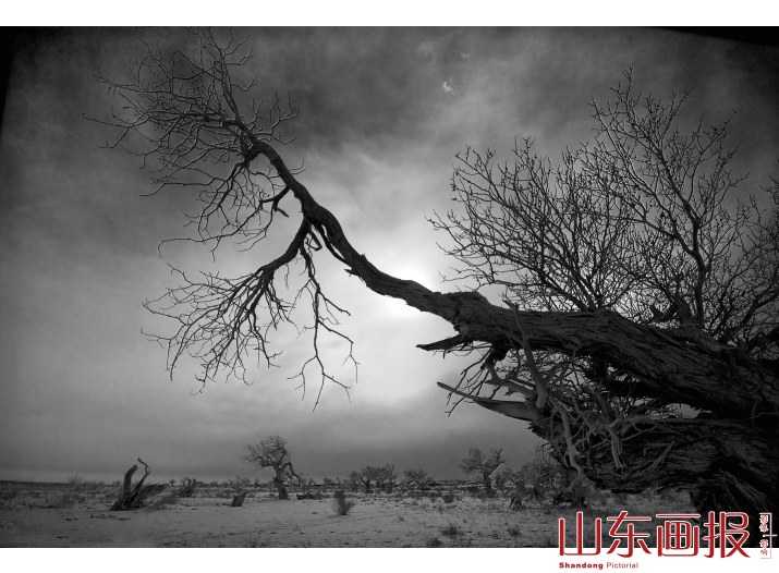 沙漠上的枯树