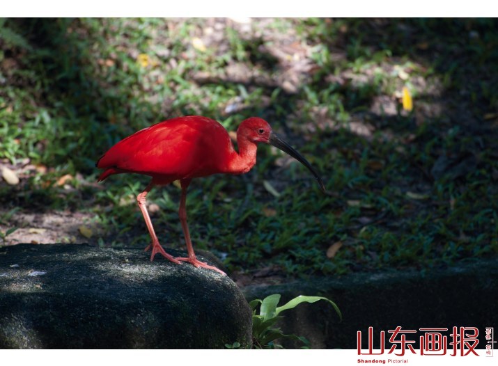 小红鹳