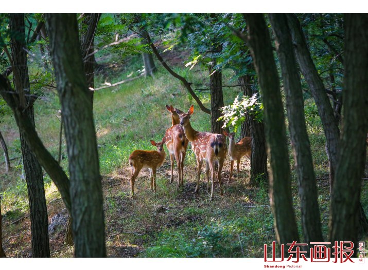 刘公岛梅花鹿(1)