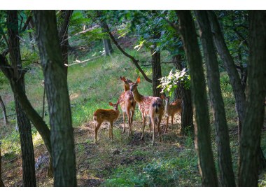 刘公岛梅花鹿(1)