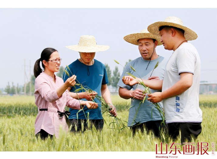 刘树艳传授小麦后期管理技术