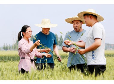 刘树艳传授小麦后期管理技术