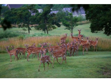 刘公岛梅花鹿(10)